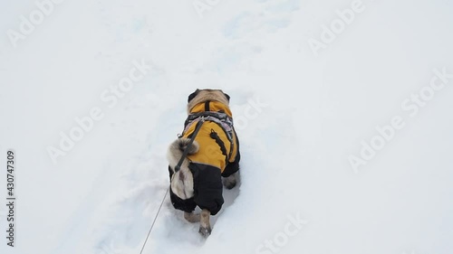 Cute, funny pug dog dressed in warm fashionable clothes. Snow outside. Walking the dog in winter. Owner POV shot