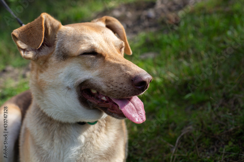 Happy domestic shepherd pet close eyes from sun and open mouth with pink tongue  happy animal from dog shelter