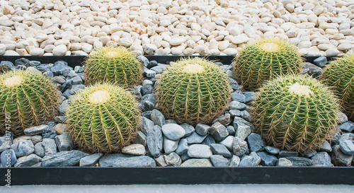 Obraz na płótnie Cactus in the park, natural light background w salonie
