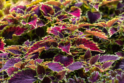 Floral carpet of red and green leaves of the coleus. Nature scene with decorative leaf garden plants. photo