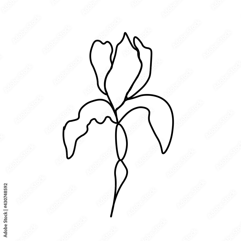 One simple vector iris with a black line.Botanical hand drawn illustration on isolated background.Vintage doodle style picture.Design for packaging,social media,invitation,greeting card.