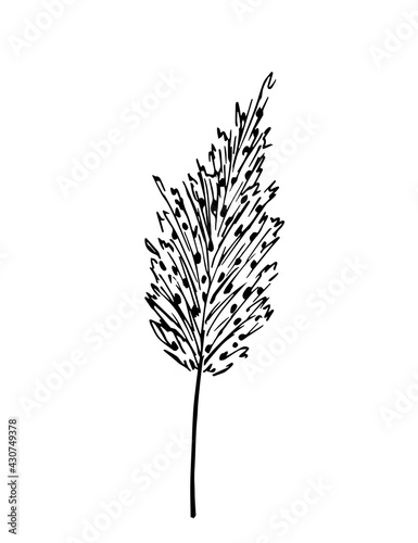 Simple hand-drawn vector drawing in black outline. Inflorescence, panicle of pampas grass, dried flowers, reeds. For boho design.