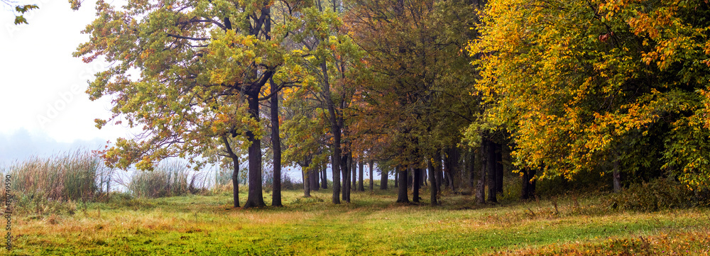 Banner. Autumn forest with colorful trees. October in a picturesque forest