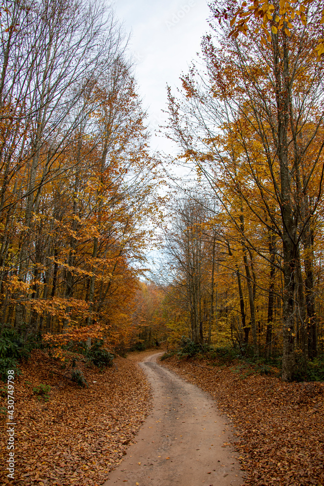A beautiful road view through the forest in autumn. A beautiful road view through the forest in autumn.
