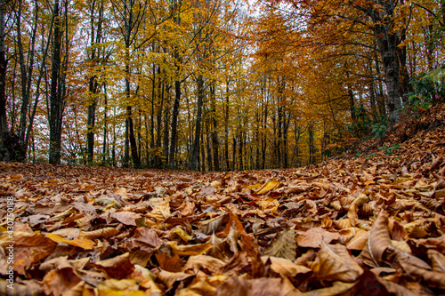 Autumn photo of leaves in the forest
