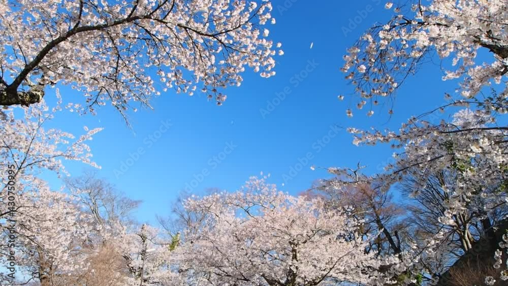 Cherry blossoms in full bloom swaying in the wind, birds singing behind (Inawashiro, Fukushima, Japan) Cherry blossoms in full bloom swaying in the wind, birds singing behind (Inawashiro, Fukushima, Japan)