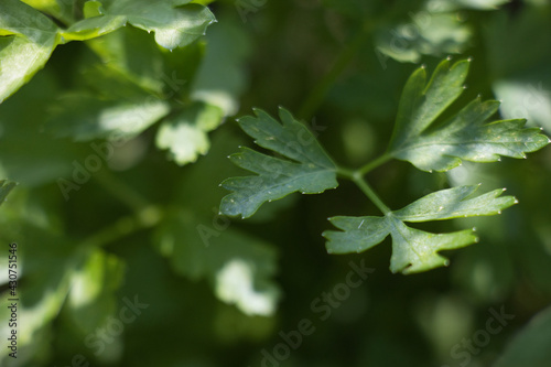 Parsley leaves under the sun