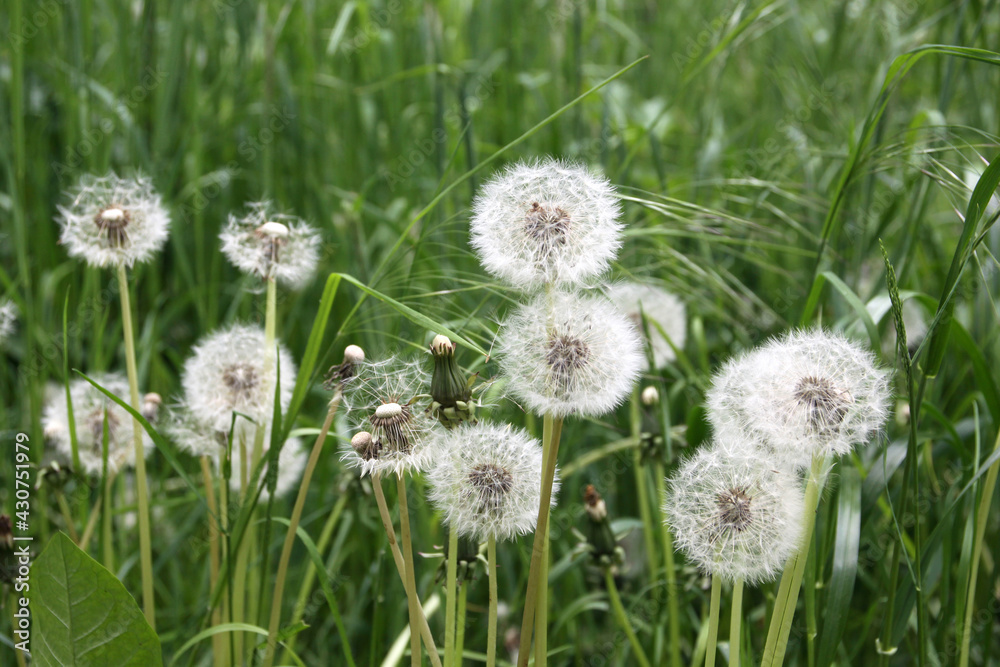 pusteblumen im gras pusteblumen im gras