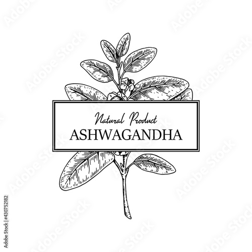 Hand drawn Ashwagandha design isolated on white background. Vector illustration in sketch style.