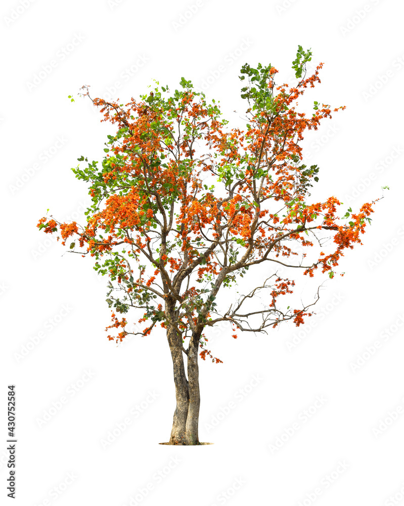 Orange flower of big palas tree were blooming.The Pala flower isolated on a white background with path copying spaces as Asian flowers such as Thailand, Laos, Cambodia.