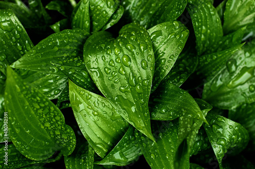 Macro photography of the green glossy leafs with rain drops.Fresh spring foliage with water droplets.Beautiful natural background banner with copy space.