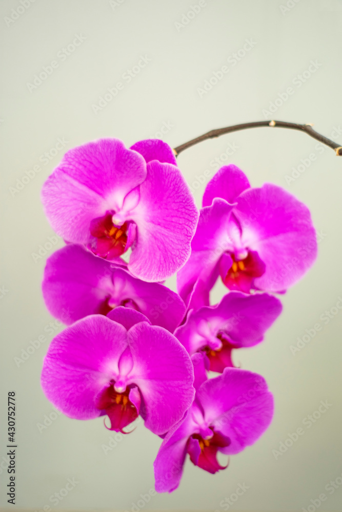 Obraz premium Phalaenopsis flower hanging on a branch, on a uniform background
