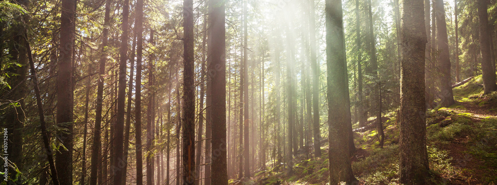 Fototapeta premium Sunny forest