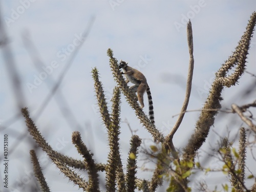 [Madagascar] Ring-tailed lemur climbing a plant of the Didiereaceae family  (Arboretum d'Antsokay, Toliara)