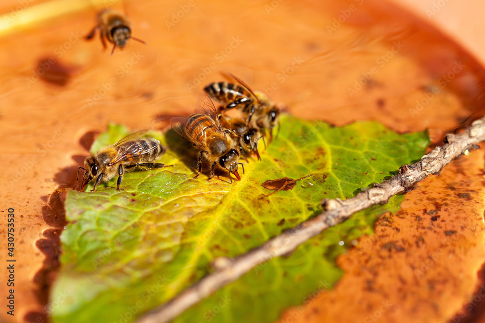 Station D'abreuvoir Pour Abeilles - Lot De 4 - En ABS, Environ 15 Cm - Pour Jardin, Balcon - Aide Les Pollinisateurs à S'hydrater
