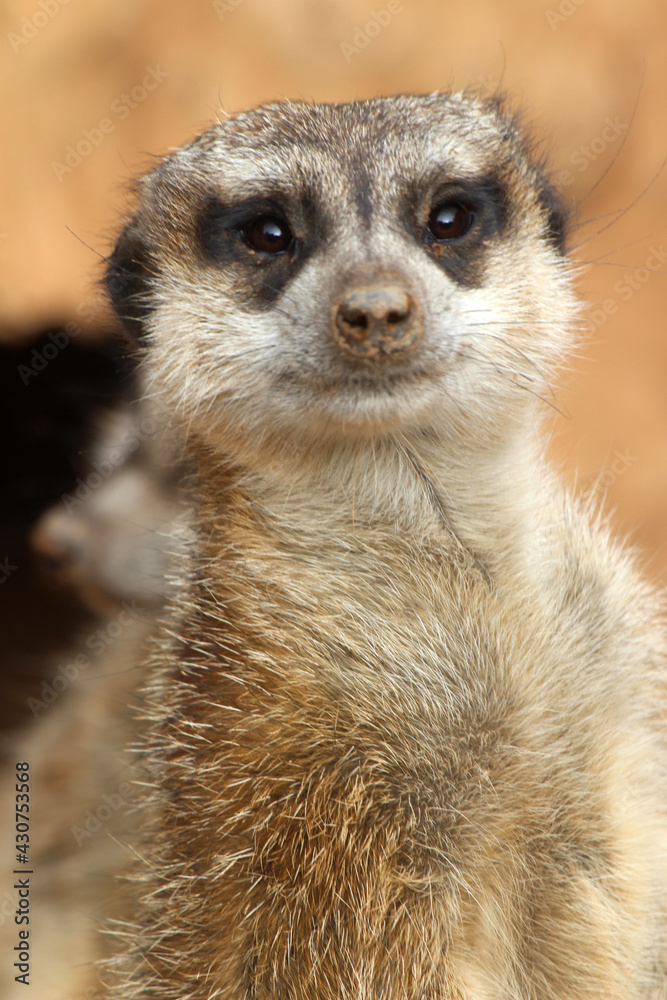 Erdmännchen Erdmännchen