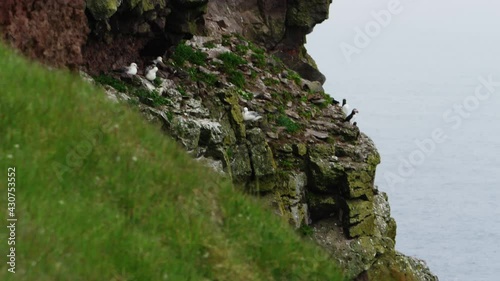 Tilt down shot of flying sea birds at the Látrabjarg sea cliffs.