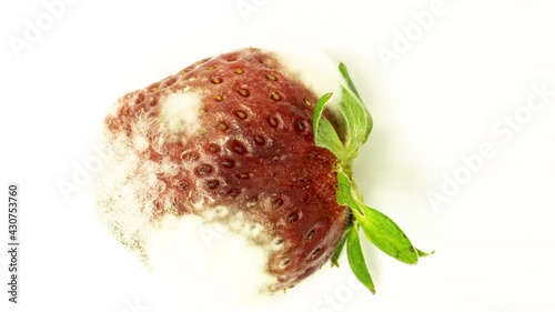Time lapse of strawberries rotting over white background, microorganisms and mold development on strawberries