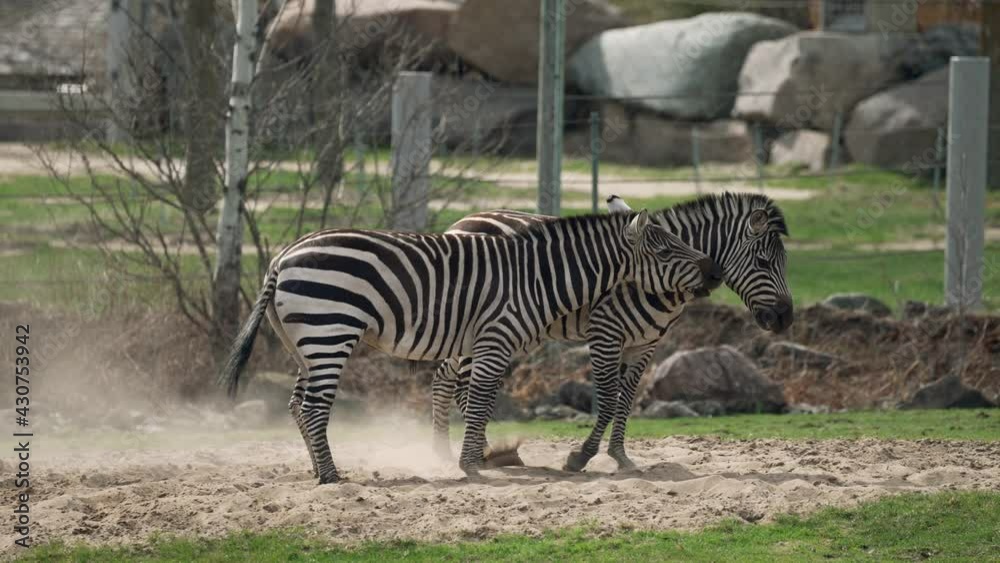 Pair Of Zebra Fighting And Playing In The Zoo. - wide shot Pair Of Zebra Fighting And Playing In The Zoo. - wide shot