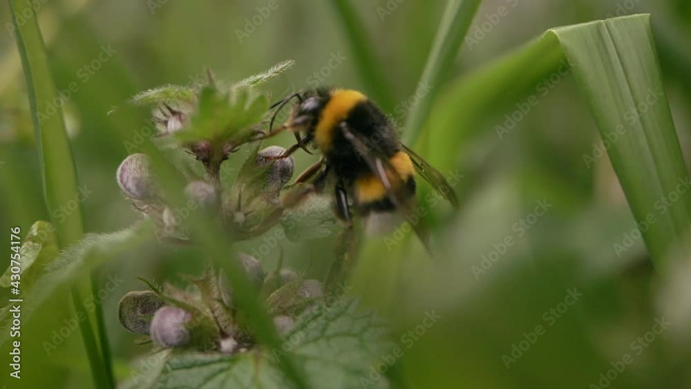 Close-up of a Bumblebee climbing flower buds and flapping wings in slow motion Close-up of a Bumblebee climbing flower buds and flapping wings in slow motion