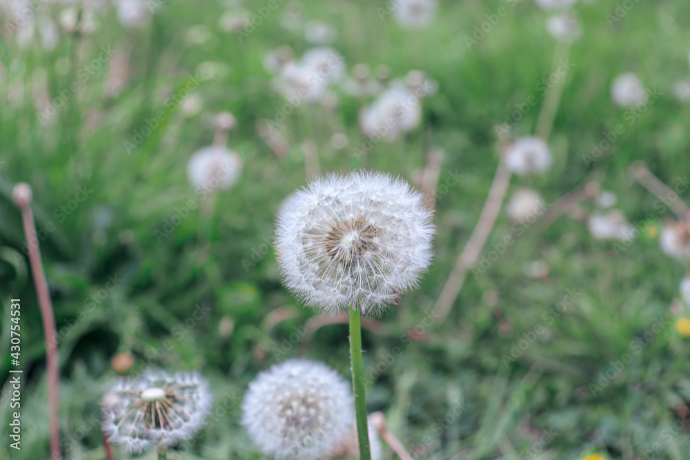 dandelions in the grass