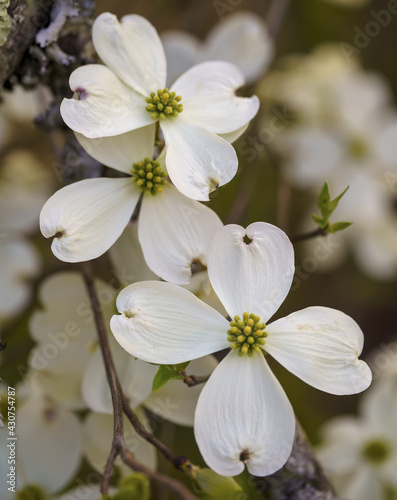 Slika na platnu Vertical shot of flowering dogwood