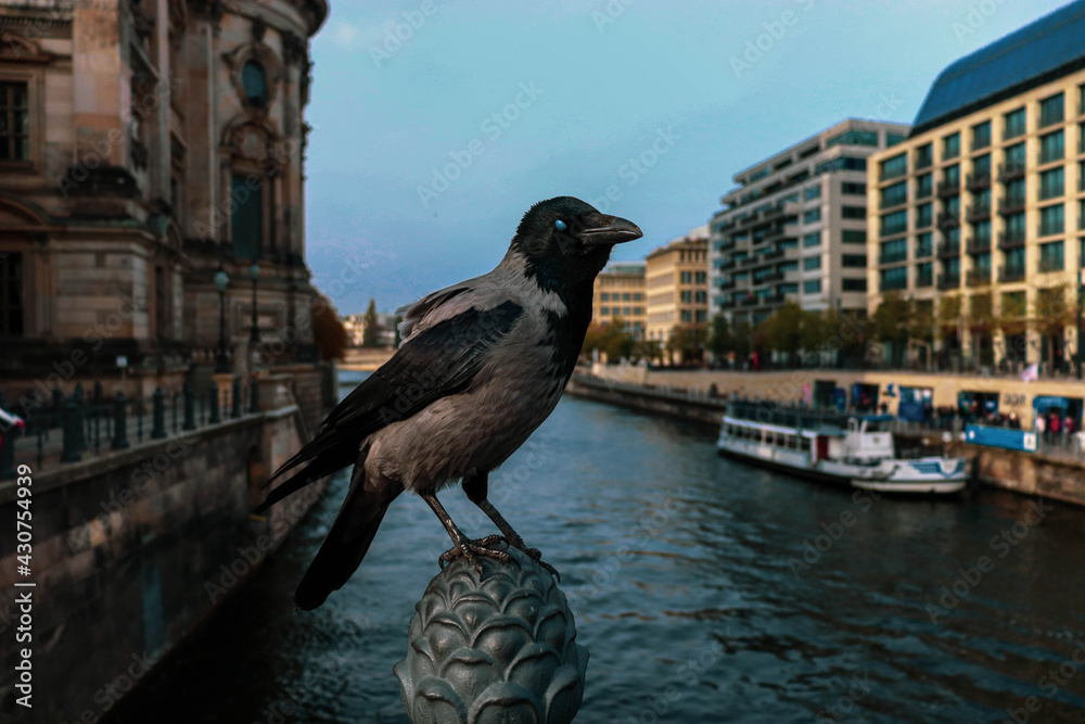 Fototapeta premium Raven sitting on a bridge above a river in Berlin.
