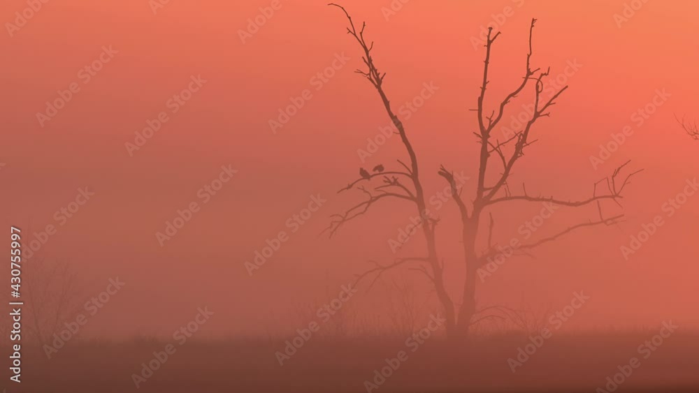 Woodpigeon couple sitting on the tree at morning fog in the moor landscape, spring , (columba palumbus), germany