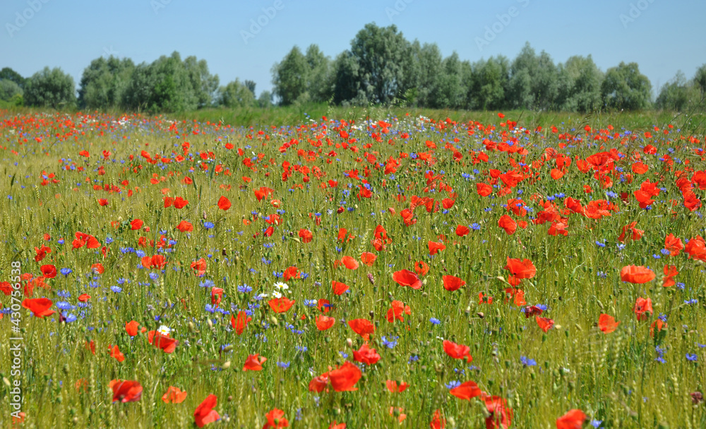 A beautiful field with blooming red poppies, blue centaurea cyanus or cornflowers and white field  chamomile flowers.