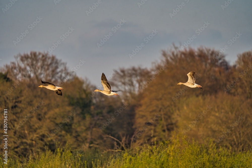 Frühling Sonnenuntergang Natur