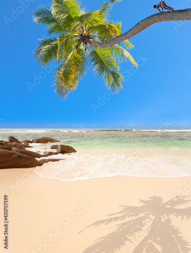 Cocotier sur plage paradisiaque des Seychelles 