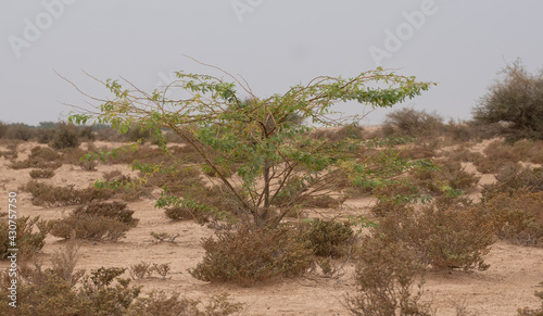 A lone Prosopis juliflora tree in middle of a Al jumayliyah desert in qatar. Selective Focus photo