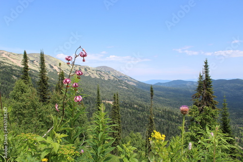 On the top of the Green Mountain in Sheregesh in summer, a panorama of mountains against the background of flowers and coniferous forest