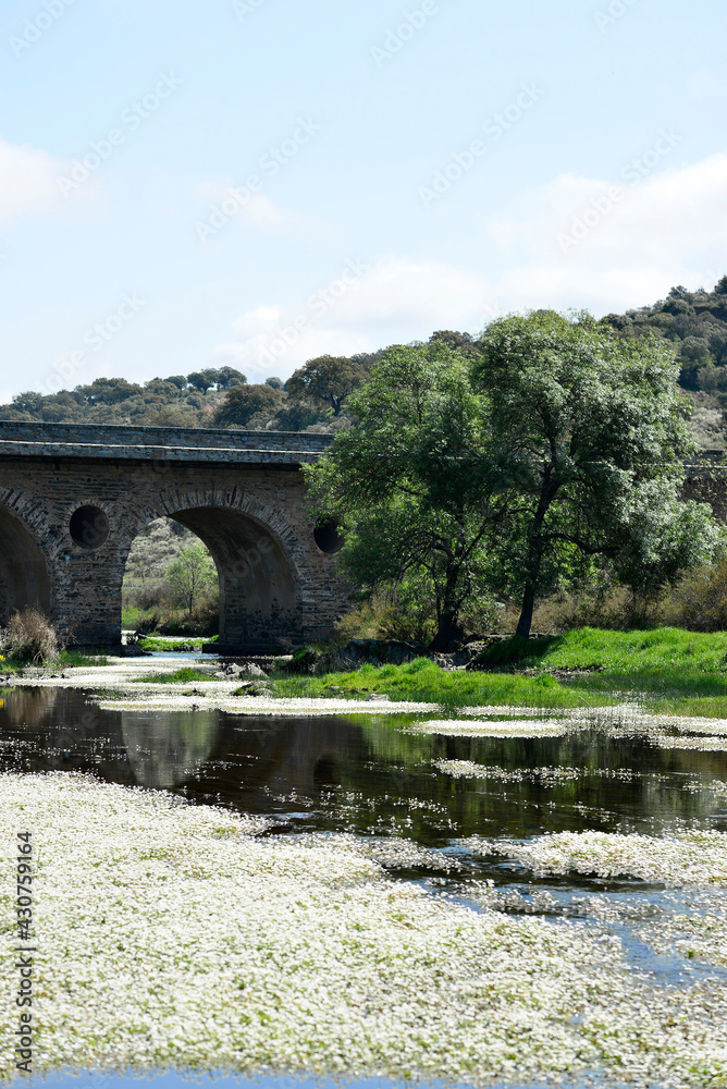 Fototapeta premium Bridge over the Tozo river full of Ranunculus aquatilis or aquatic buttercup is a species belonging to the Ranunculaceae family that inhabits rivers and streams