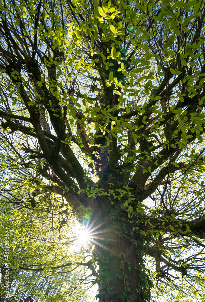 Fototapeta premium The sun shining through a tree on a beautiful, spring morning.