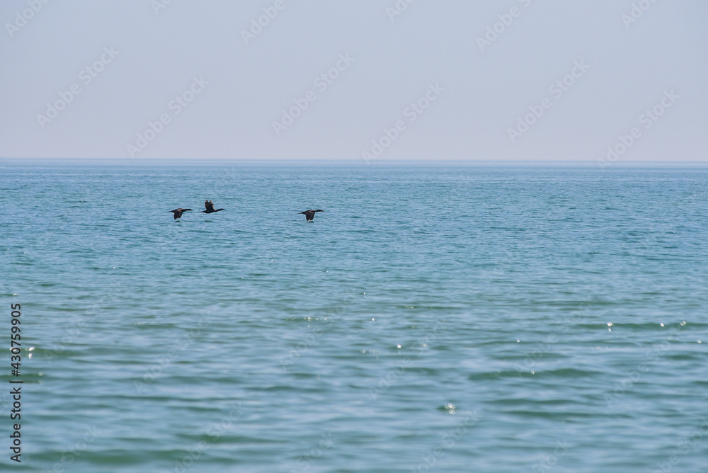 Birds flies over the sea surface, Black Sea, Ukraine