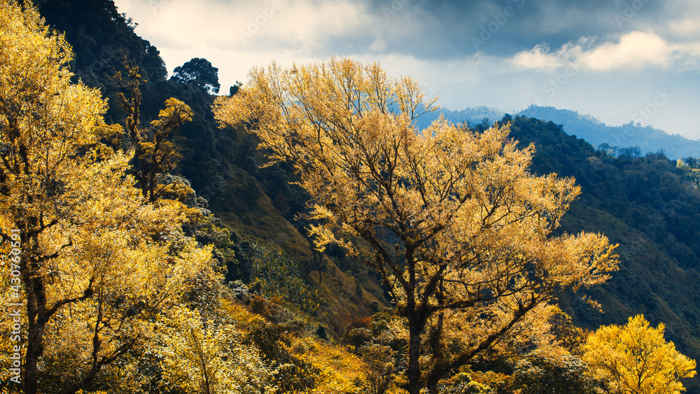 Fototapeta premium Magical young yellow and orange leaves in early springtime.