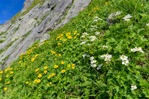 北岳の高山植物のお花畑