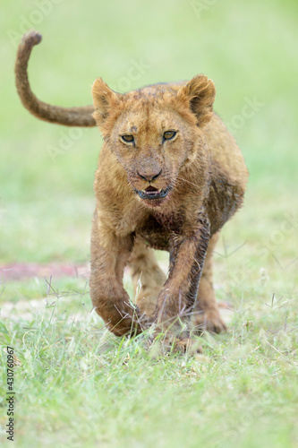 Fototapeta Naklejka Na Ścianę i Meble -  Young lion cub (Panthera leo) playing  in the grass, looking at camera, Maasai Mara National Reserve, Kenya
