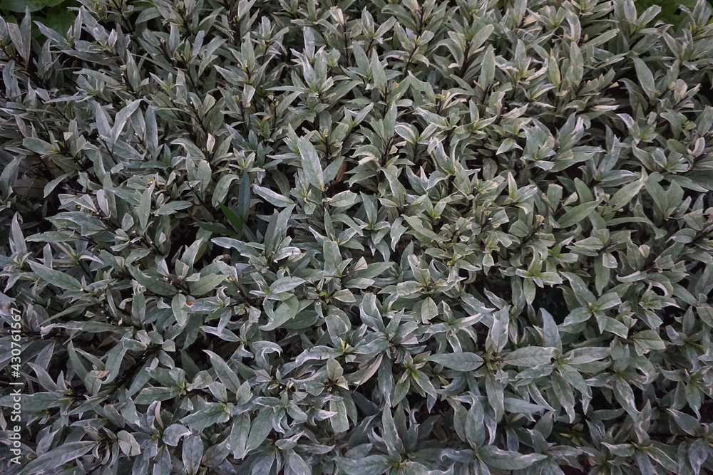 close up of a plant close up of a plant
