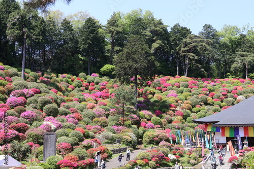 タイトル ツツジの咲く寺、塩船観音寺。東京・青梅にある志保船観音寺は、4月から5月にかけ、手入れされた庭園にたくさんのツツジが咲き、素晴らしい景観となる。