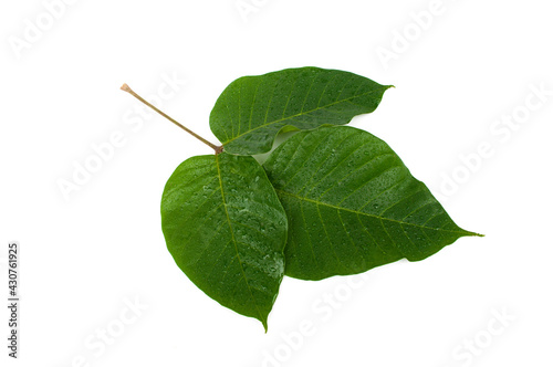 Santol leaves isolated on white background.