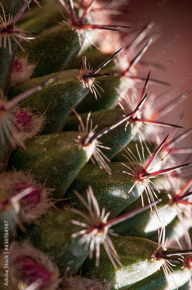 Macro detail photo to beauty wild cactus, green, spiky, pink purple flowers on spring Macro detail photo to beauty wild cactus, green, spiky, pink purple flowers on spring