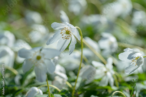 Dreamy wood anemone wild flowers in forest. Soft focus image a white spring flower Anemone Nemorosa © Yamagiwa