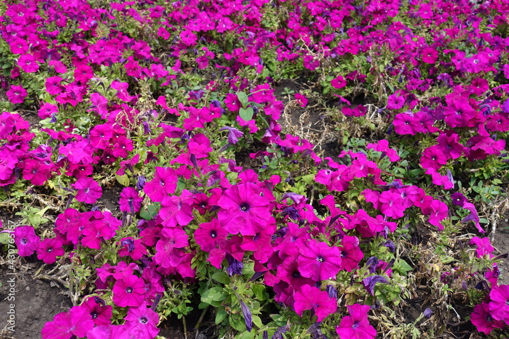Obraz premium Numerous magenta colored flowers of petunias in mid July