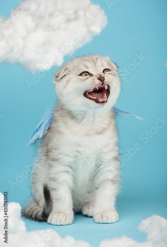 Scottish kitten dressed in blue wings meows loudly among the cotton clouds.