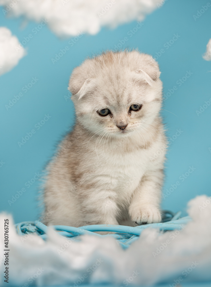 Kitten who wants to play sits and watches a toy on a blue background.