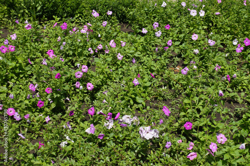 Lush green leaves and pink flowers of petunias in July