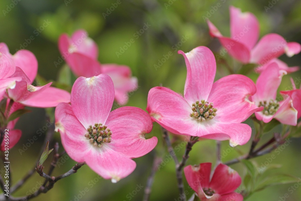 ピンク色のハナミズキの花 ピンク色のハナミズキの花