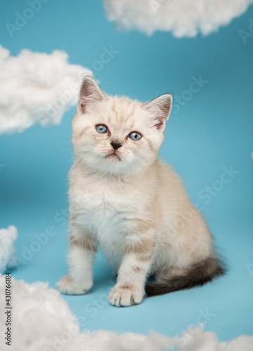 Portrait Scottish kitten with large baboon eyes sitting on a blue background among white clouds. © serkucher